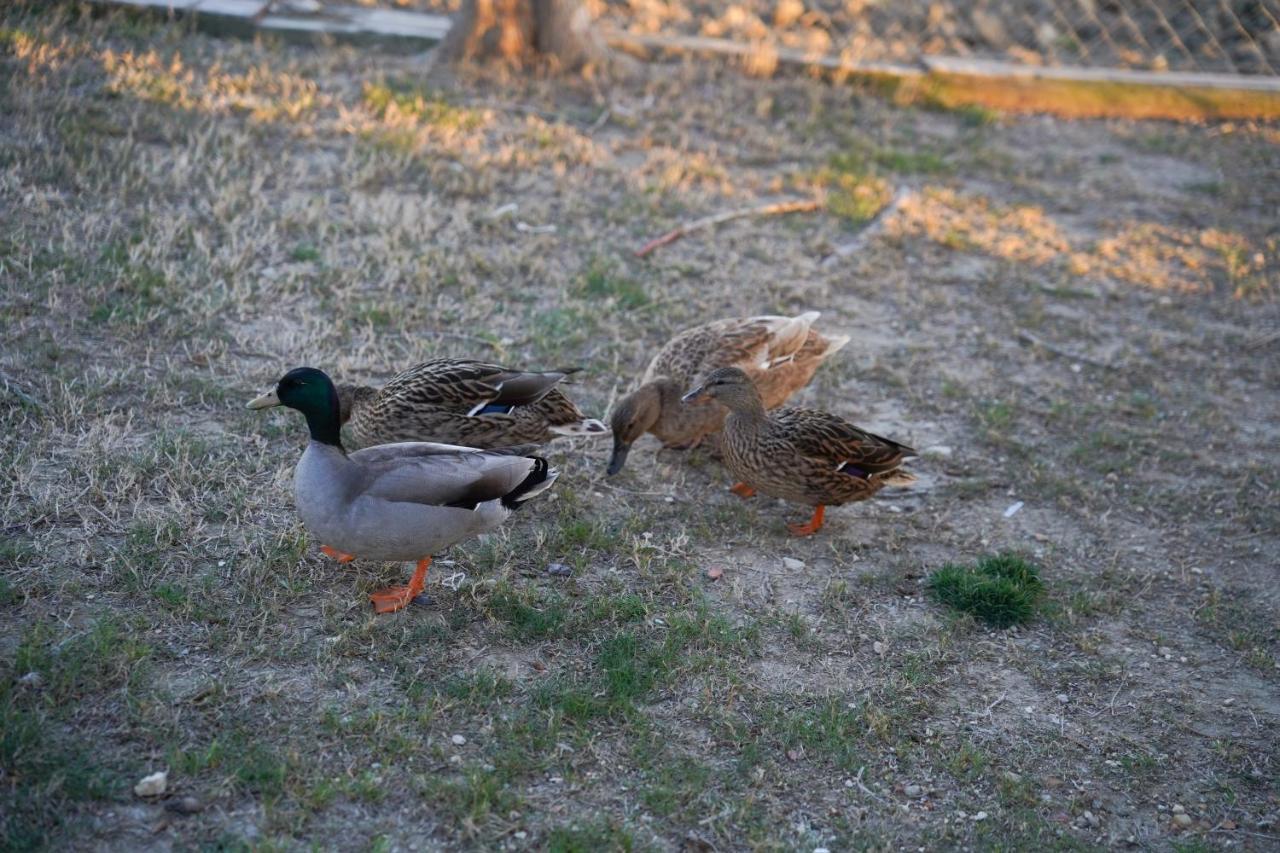 Caseta Montanyana Deltebre Kültér fotó
